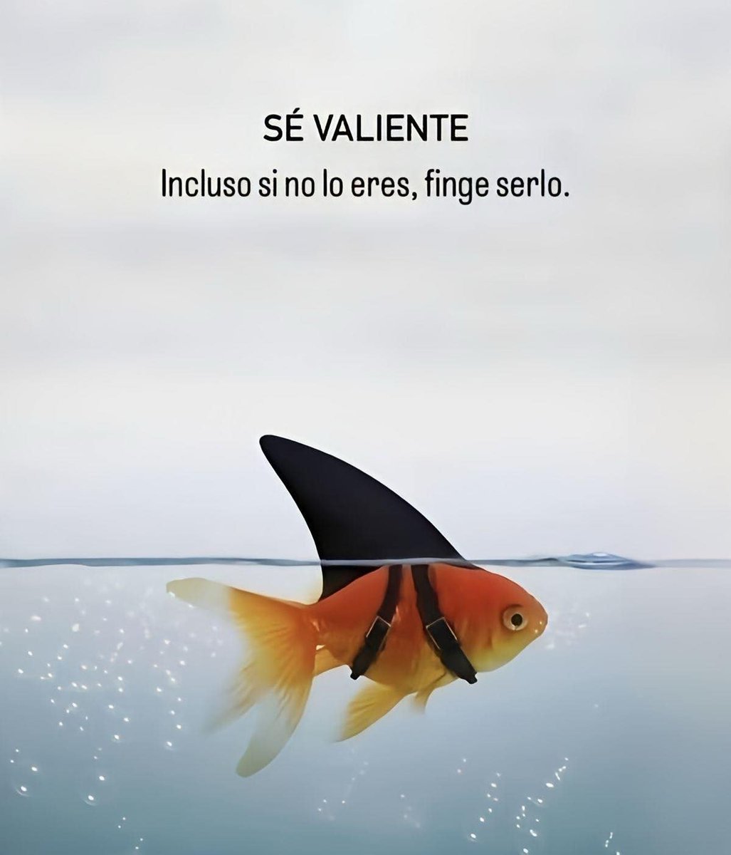 Bandidosfrases's tweet image. 