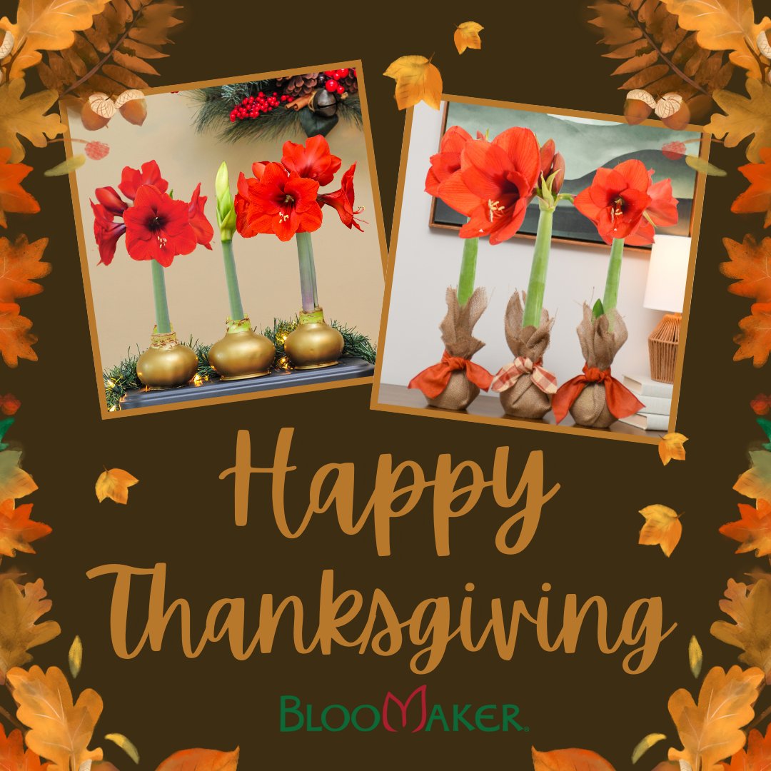 Bloomaker's tweet photo. Wishing you a warm and wonderful Thanksgiving from all of us at Bloomaker! 🍁 We’re grateful for our amazing customers and the community we’ve built together. 

#Thanksgiving #Grateful #Thankful #Bloomaker #GivingThanks #FamilyTime #Amaryllis #WaxedAmaryllis #BloomakerAmaryllis https://t.co/FJ2qyncgQq