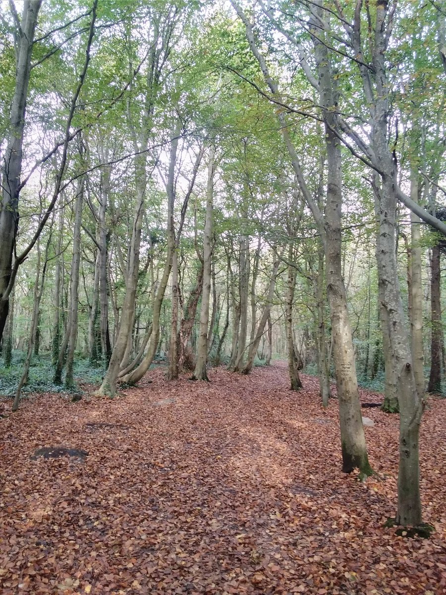 ACHUB PENRHOS / SAVE PENRHOS NATURE RESERVE 🍃💚🍃 tweet media