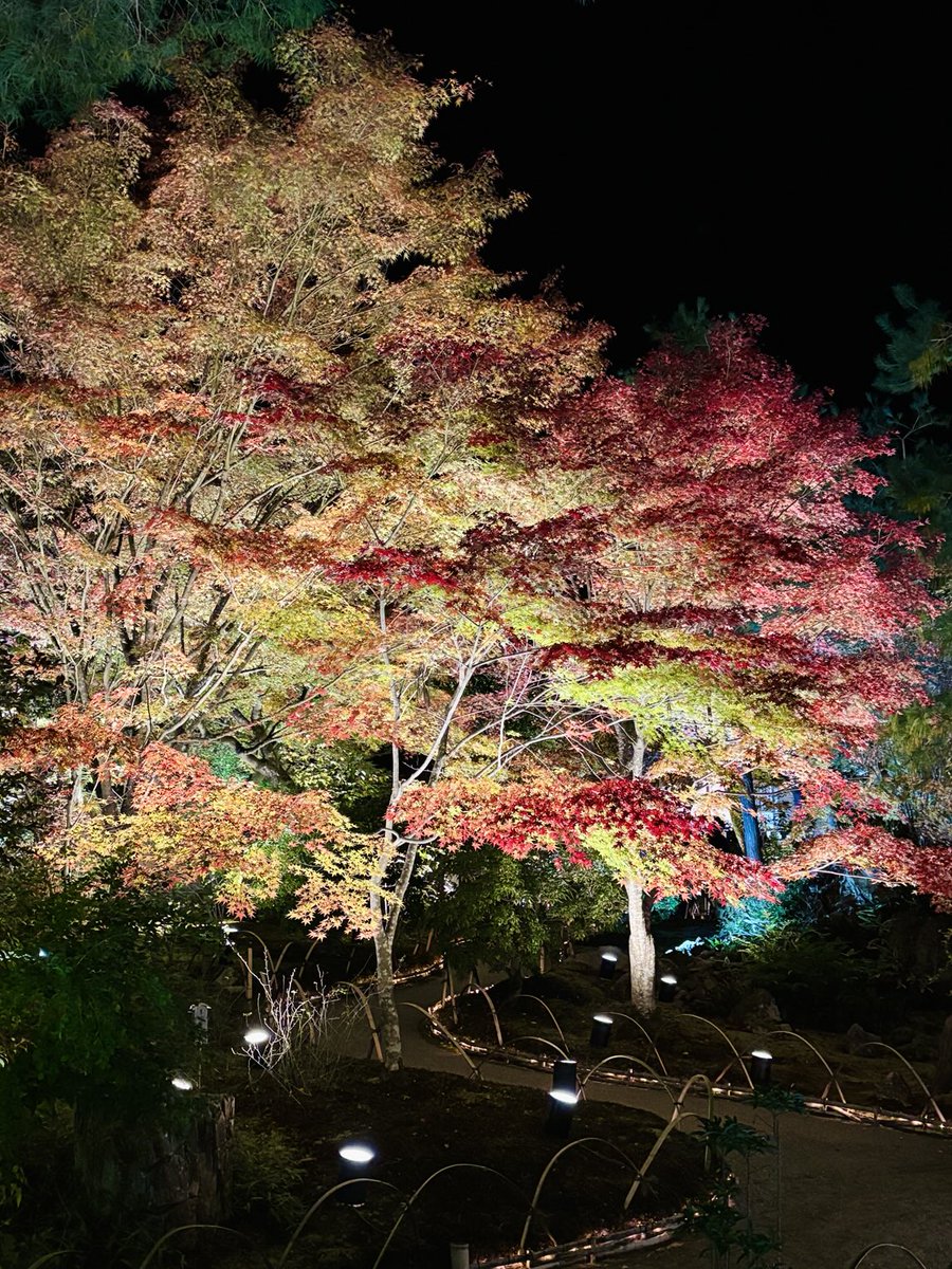 昼も夜も見ごろです。
ライトアップでは紅葉のグラデーションも楽しめます。

#宝厳院　#紅葉　#ライトアップ
#嵐山　#秋の特別拝観
#そうだ京都行こう