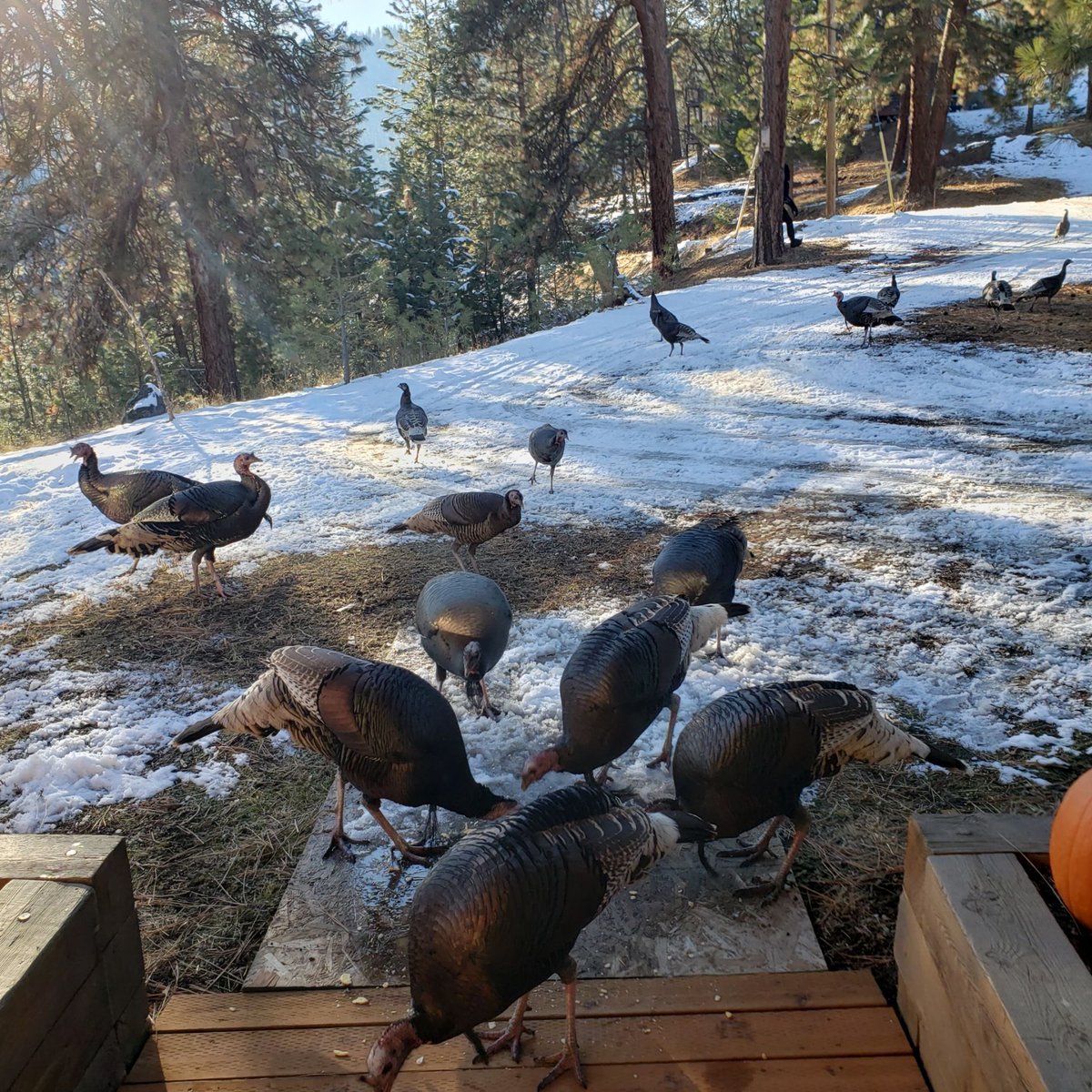 Happy Thanksgiving!
