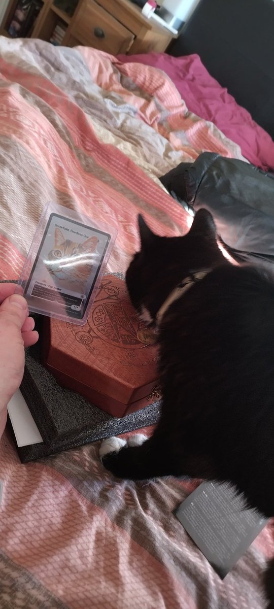 shoddyknight's tweet photo. @GamersNexus Poppy investigating the Heedless One card and dice set 👀 🐈‍⬛

(Reactivated X just to send you this, hopefully you might do Bluesky at somepoint 😉) https://t.co/eqQbs5uP9q