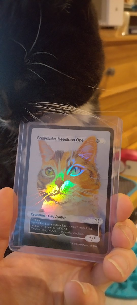 shoddyknight's tweet photo. @GamersNexus Poppy investigating the Heedless One card and dice set 👀 🐈‍⬛

(Reactivated X just to send you this, hopefully you might do Bluesky at somepoint 😉) https://t.co/eqQbs5uP9q