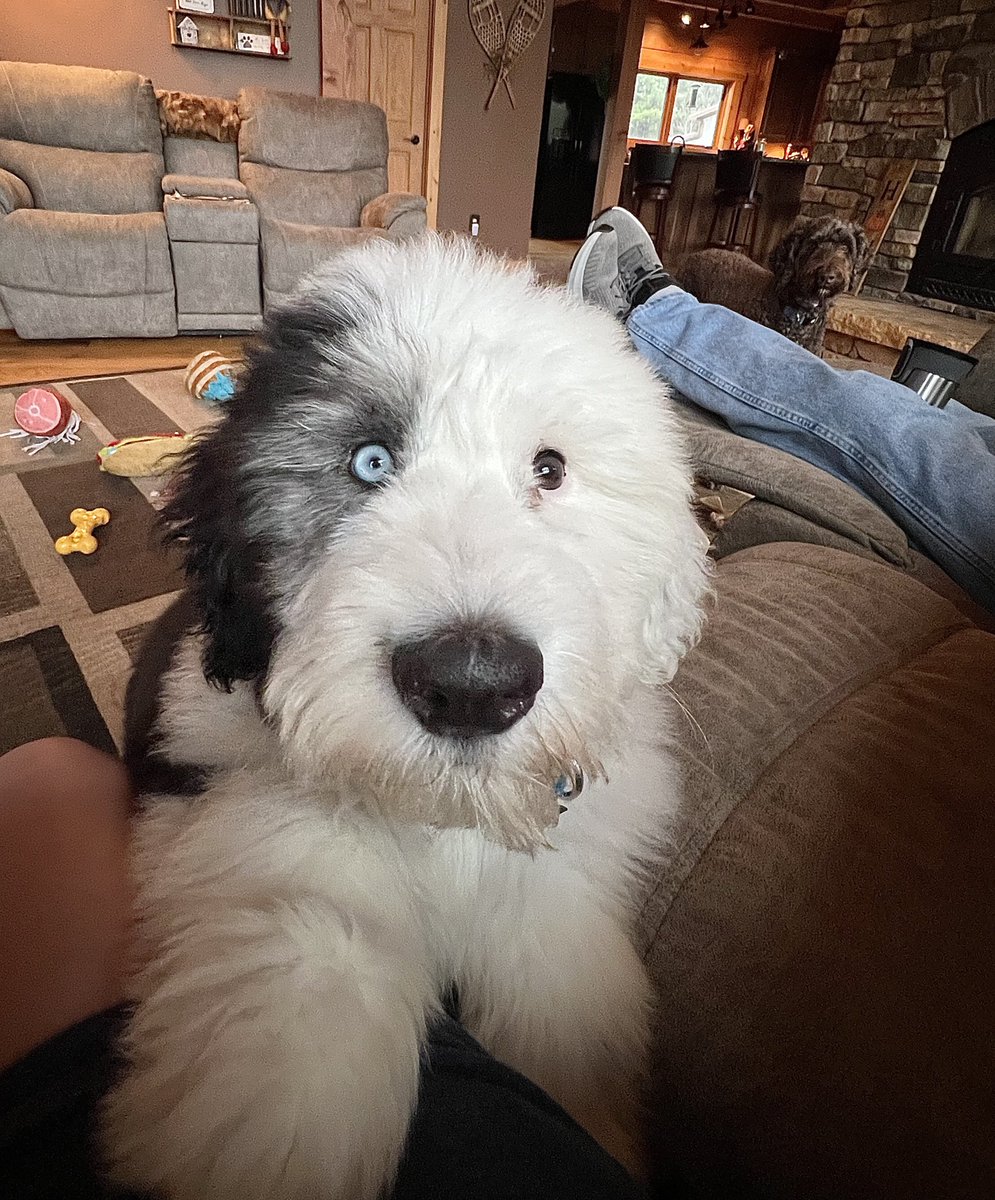 TNflattop's tweet photo. Happy Thanksgiving 🦃🍁 & Happy ThursYay, everypawdy! 🥳🥰 We’re repawting to you with our cousin Delli Doodle, cause we have da company! 🥳 We’re wishing you a super pawtastic day! 🥰🐾😘
#bethelove #DogsAreFamily #DogsofX #Tugtinkandthump https://t.co/GgCy2rLi2F