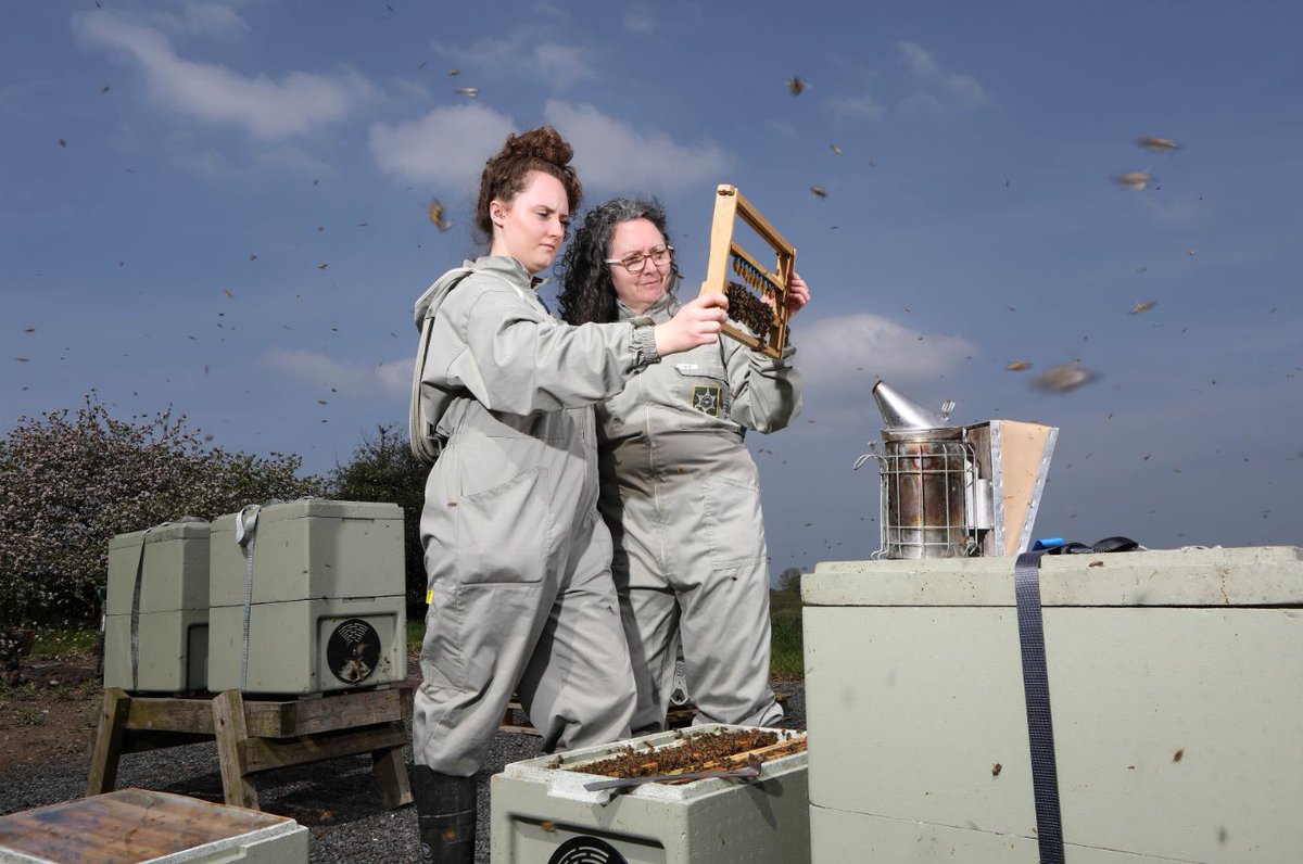 thebeekeepingshow tweet media