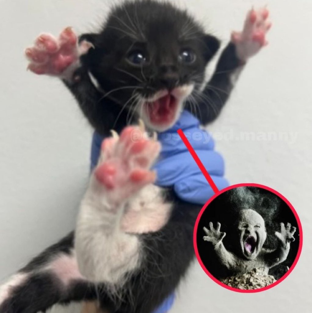 Fate #Silly tweet media