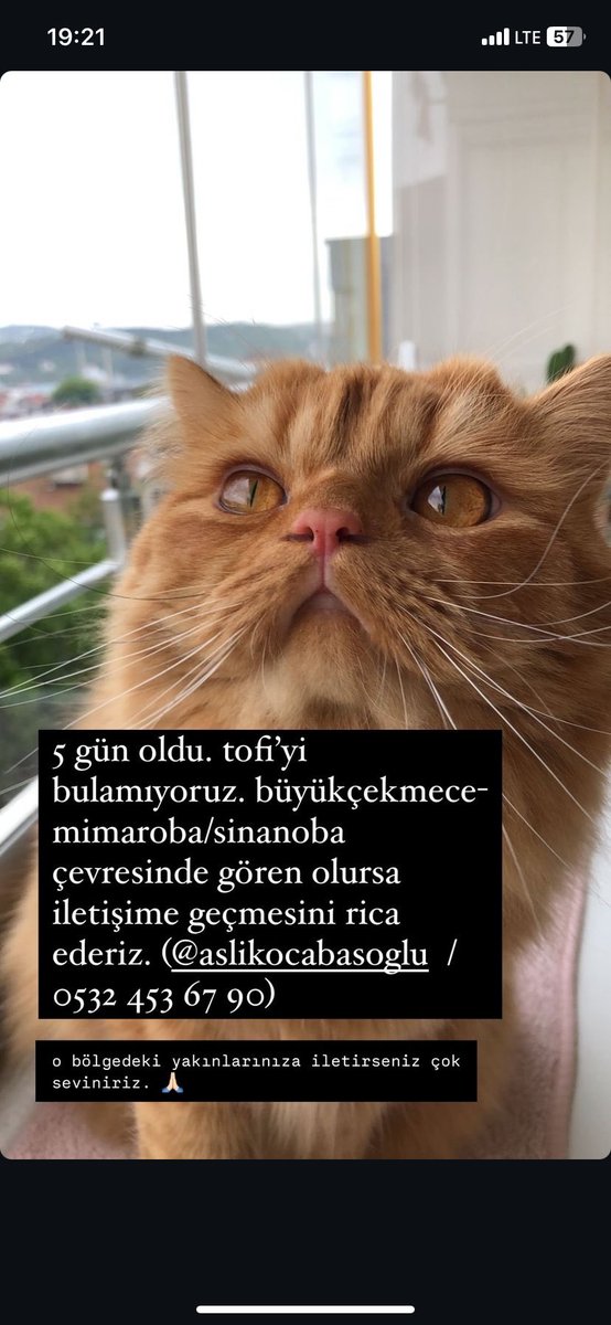LUTFEN BU COCUGU BULABILIR MIYIZ 

Görenlerin <a href="/aazlili/">aslış</a> ile veya 0532 453 67 90 numarası ile irtibata geçmesini rica ediyorum. #kayipkedi #istanbul #mimaroba #kayıp #kedi
