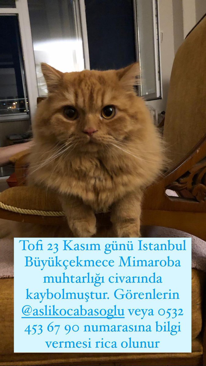 gggdagreat's tweet photo. LUTFEN BU COCUGU BULABILIR MIYIZ 

Görenlerin @aazlili ile veya 0532 453 67 90 numarası ile irtibata geçmesini rica ediyorum. #kayipkedi #istanbul #mimaroba #kayıp #kedi https://t.co/Iuzg7z0bPi