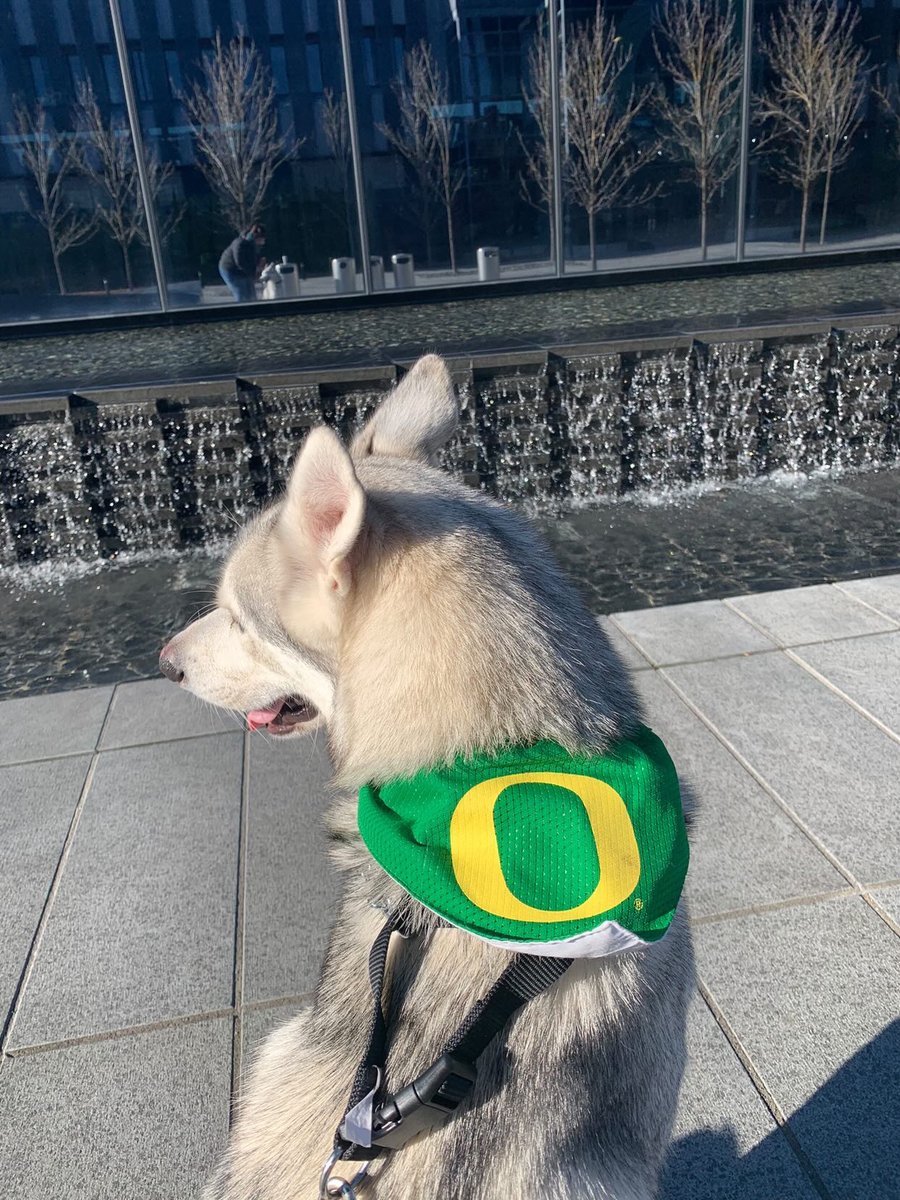 uoregon's tweet photo. Oregon… huskies?

#UODogs #GoDucks 💚💛 https://t.co/aAQmKsIRrx