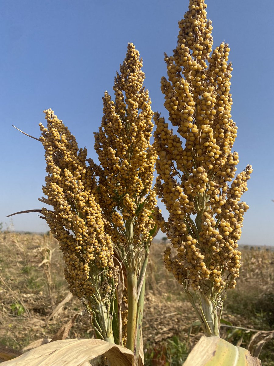 Mallam_jabeer's tweet photo. Farming is not just a job, it's a way of life where hard work meets patience, and every sunrise brings new possibilities for growth.

In agriculture, there are good and bad days but with patience, consistency and hard work you will surely succeed.

#ConsumptionToProduction https://t.co/ZoEtYS7RFh