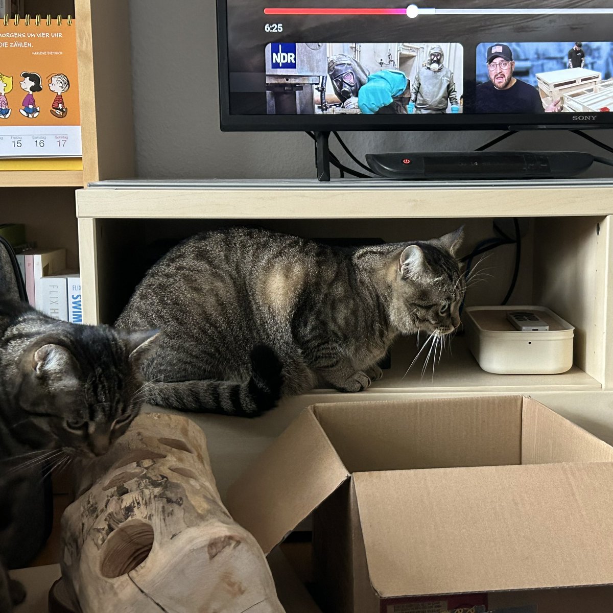 Paula, Fine & Pumba tweet media