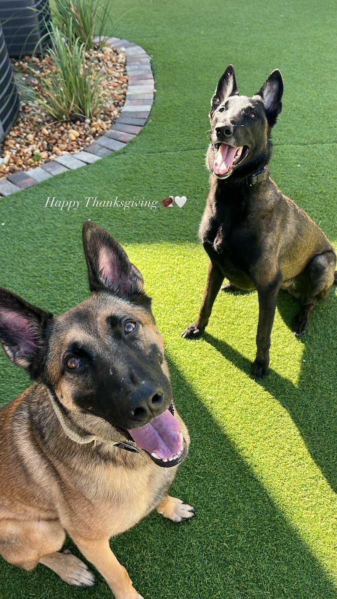 It’s a Malinois kind of day around here!  Happy Thanksgiving!