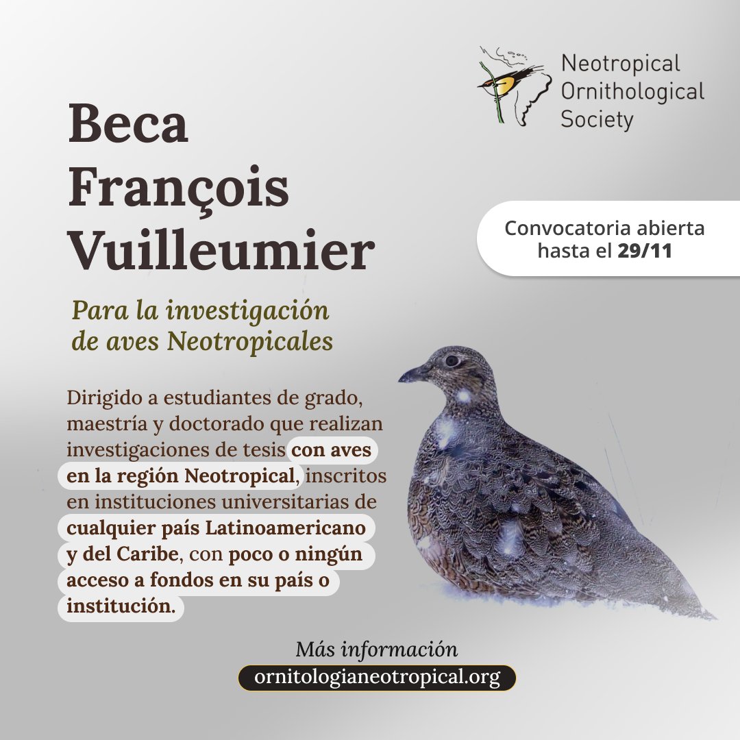 ⏰¡Mañana es el último día para postularte a las #Becas "François Vuilleumier"!  

¿Sabías que si ganas obtienes un año de membresía gratis?   

Para aplicar a esta beca debes ser miembro de la Sociedad de Ornitología Neotropical.   

ornitologianeotropical.org/blog/funds