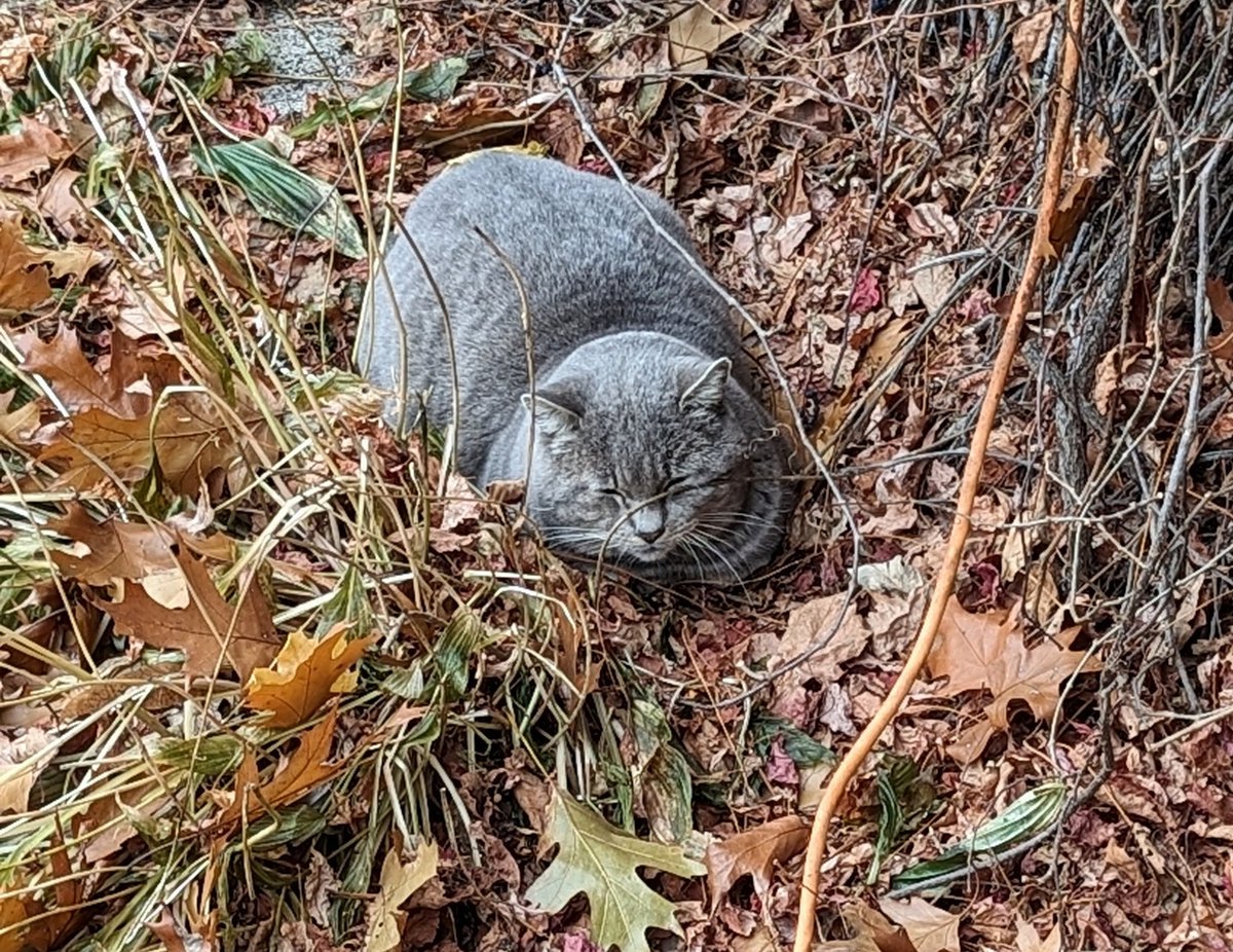 SylviedeMaison1's tweet photo. Petit nid de chat dans les feuilles 🥺🥺
Heureusement, il mange bien chez nous 😔
#ChatErrant https://t.co/cCDztmXrcp