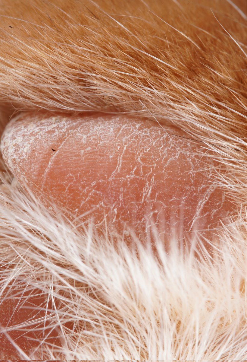jakemacronature's tweet photo. A macro photo of my cat's toe bean! What would you like to see in macro? 
#macrophotography #photography https://t.co/joJlqy9GsG