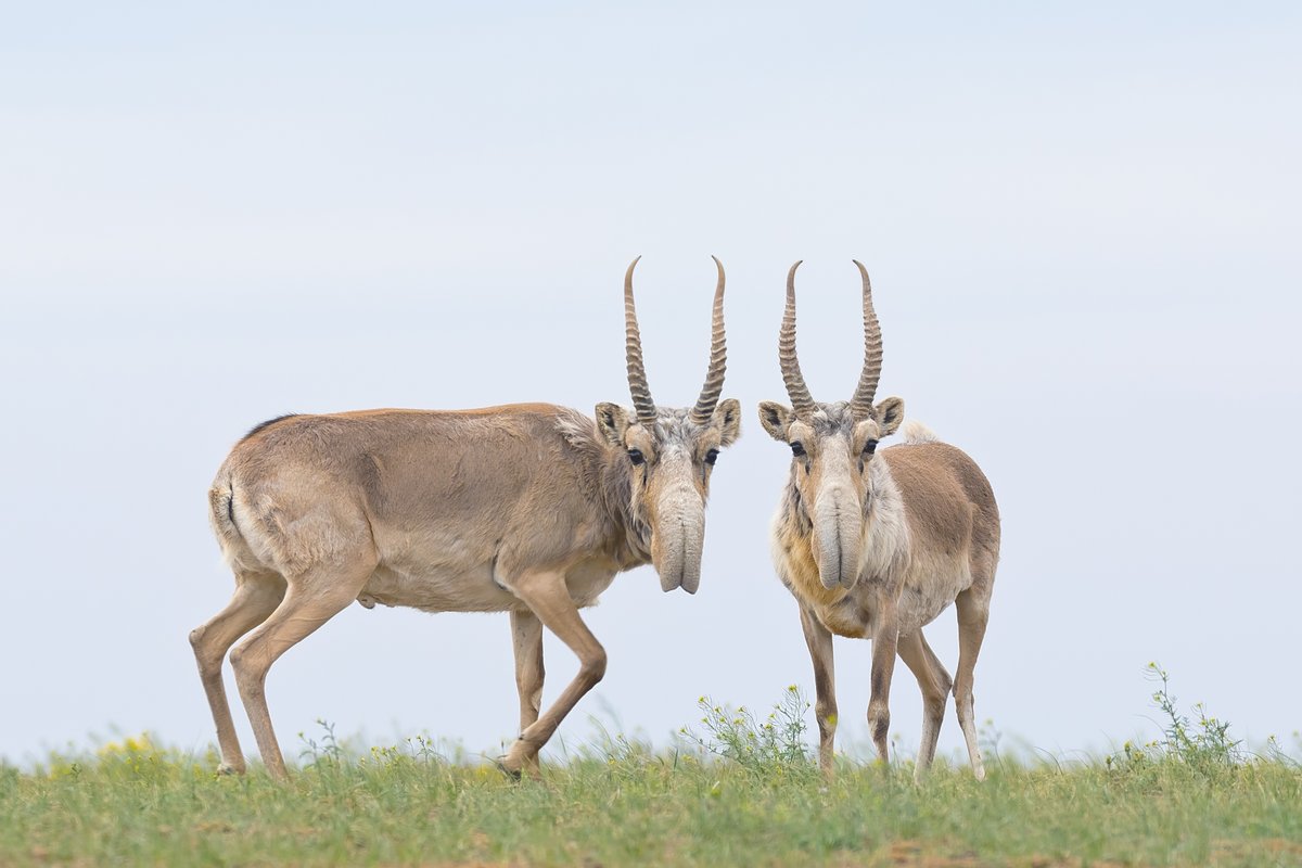 This Black Friday, rethink your purchases. Overconsumption has led to the destruction of the Aral Sea, contributing to deadly dust storms that harm wildlife. Support Saiga Conservation instead. Learn more &amp; donate: saiga-conservation.org/2024/11/29/ret…