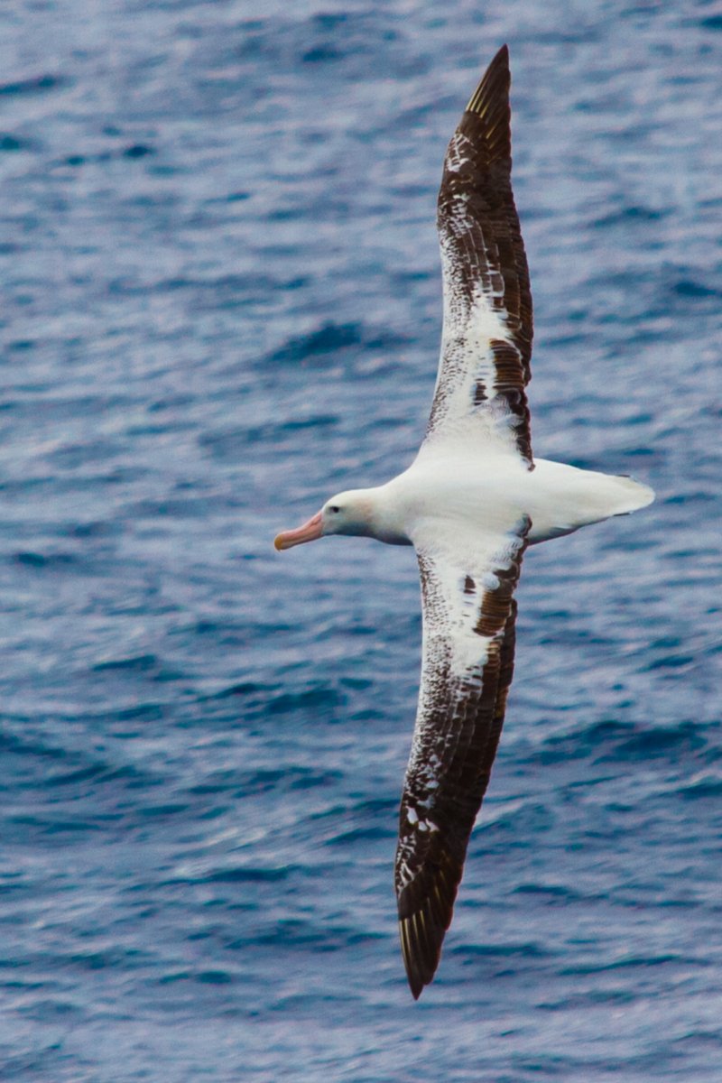 <a href="/WileyEcolEvol/">Wiley Ecology & Evolution</a> Many thanks to my co-authors for their hard work on this project including <a href="/ThorleyJack/">Jack Thorley</a> <a href="/HenriWeimerski1/">Henri Weimerskirch</a> and <a href="/SamCPatrick/">Samantha Patrick</a> (who also takes 📸 credit for this albatross!)