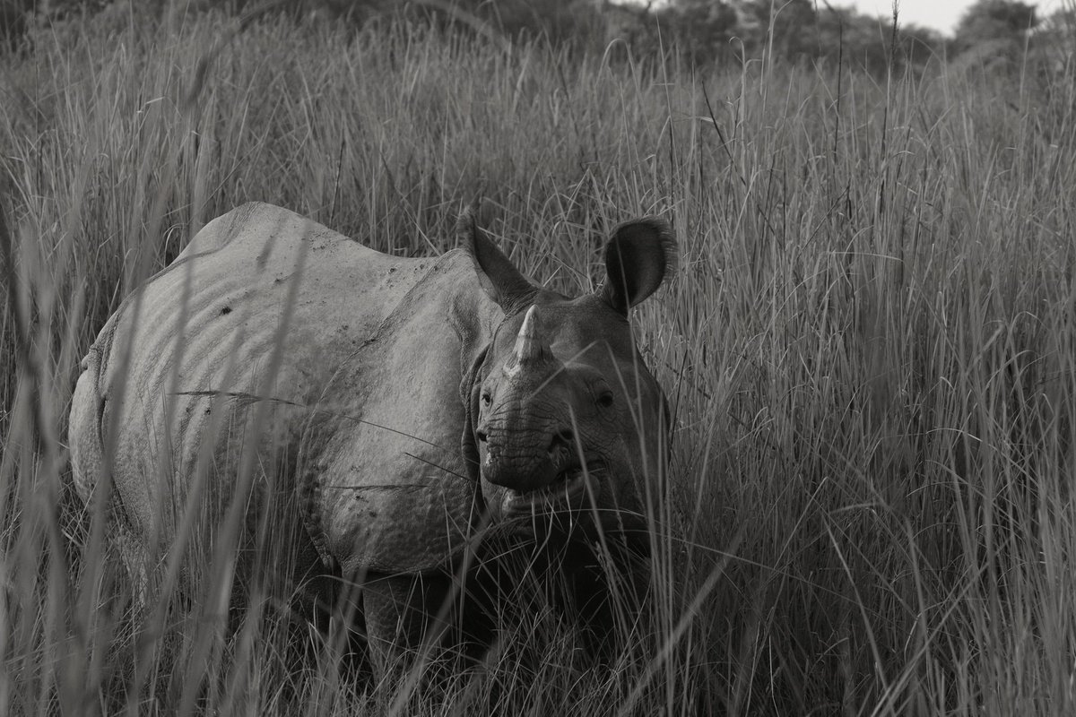 सन् अठारह सौ अठहत्तर में, देखा था गैंडा यहां,
जंगल की मिट्टी ने तब, लिखी थी इक दास्तां।
अब फिर इतिहास रच रहे, दुधवा के ये रक्षक वीर,
गैंडे की गूंज से गूंजे, वन का हर इक ज़मीर।

<a href="/DudhwaTR/">Dudhwa Tiger Reserve</a> <a href="/rameshpandeyifs/">Ramesh Pandey</a> <a href="/pargaien/">Mohan Pargaien IFS🇮🇳</a> <a href="/surenmehra/">Surender Mehra IFS</a> <a href="/CentralIfs/">IFS Association</a> <a href="/ParveenKaswan/">Parveen Kaswan, IFS</a> <a href="/CMOfficeUP/">CM Office, GoUP</a> <a href="/WWFINDIA/">WWF-India</a>
