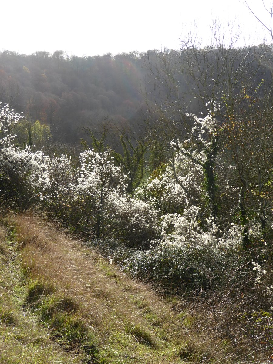 Winter sunlight highlighting the seed heads of Traveller's Joy aka Old Man's Beard aka Clematis vitalba
An indicator of limestone, we have records from across most of the BRERC area apart from the North Somerset Levels