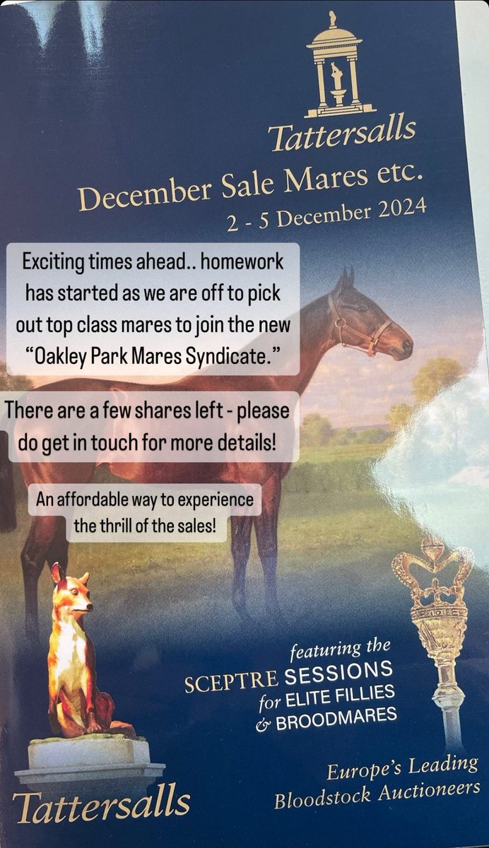 An opportunity not to be missed feel free to get in touch.<a href="/IREthoroughbred/">ITM</a> <a href="/Tattersalls1766/">Tattersalls</a> <a href="/rpbloodstock/">Racing Post Bloodstock</a>