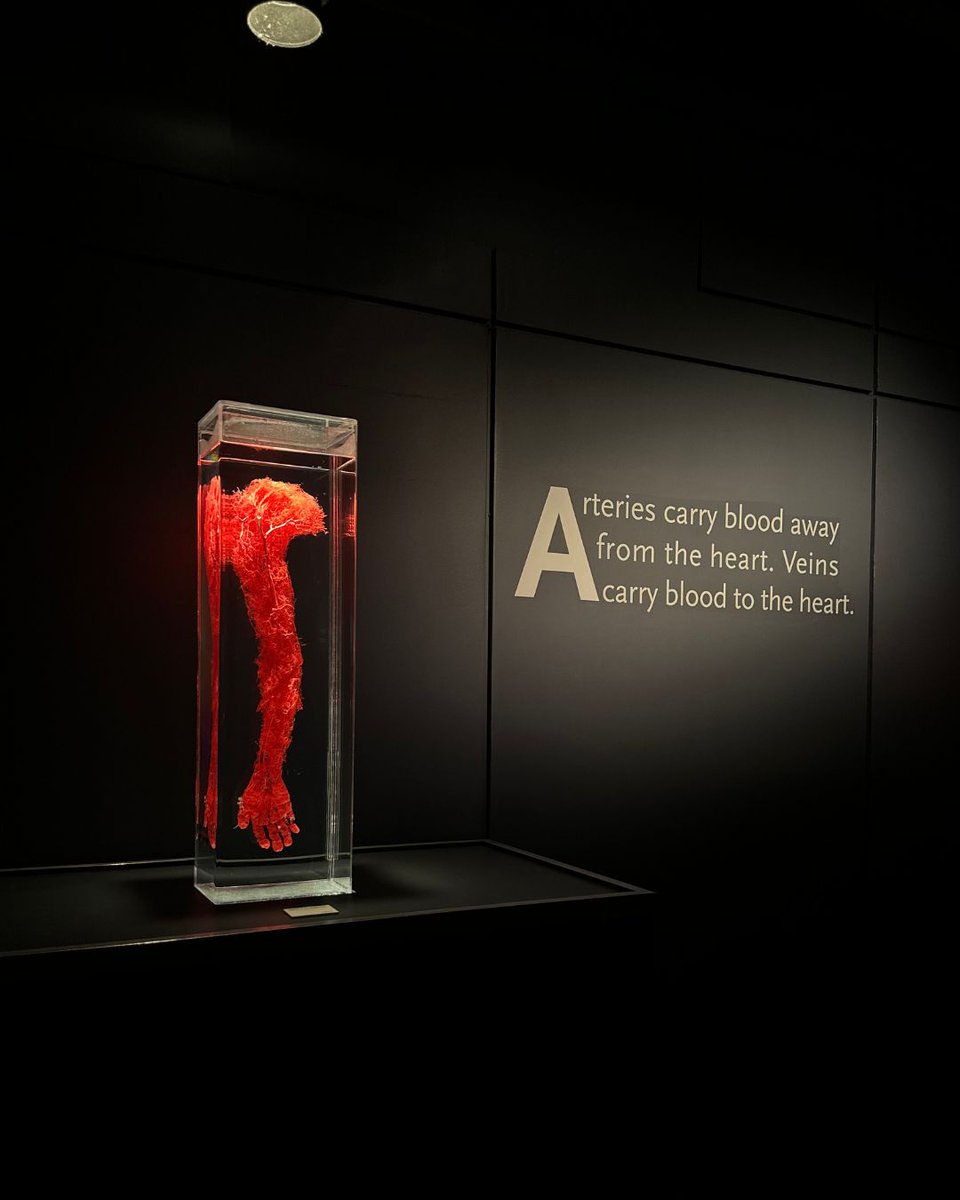 Thanksgiving isn’t just for the table—celebrate your body and all it does. 🧡🍂 Explore its wonders at BODIES…The Exhibition. #Thanksgiving #Gratitude

Visit bodieslasvegas.com for more info.