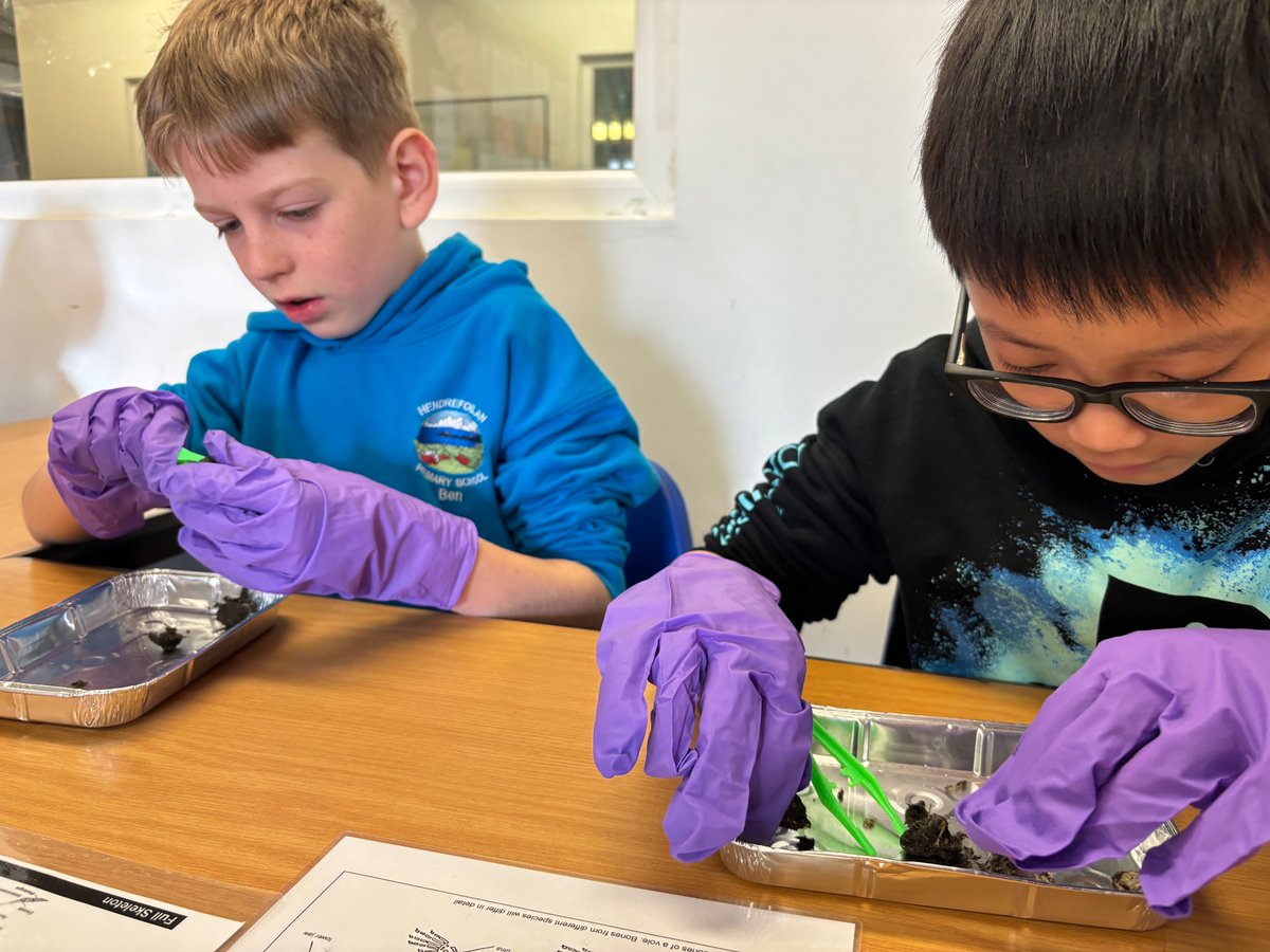 Hendrefoilan's tweet photo. Owl pellet dissection in Y6 today! #hdfporcas #hdfpLLC #hdfpsci&tech https://t.co/uUTXSFB7lz