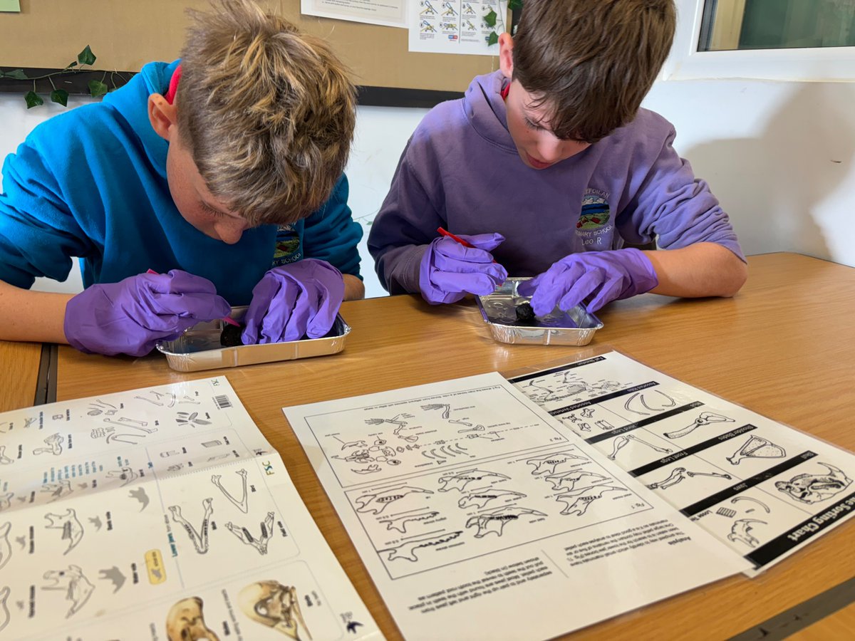Hendrefoilan's tweet photo. Owl pellet dissection in Y6 today! #hdfporcas #hdfpLLC #hdfpsci&tech https://t.co/uUTXSFB7lz