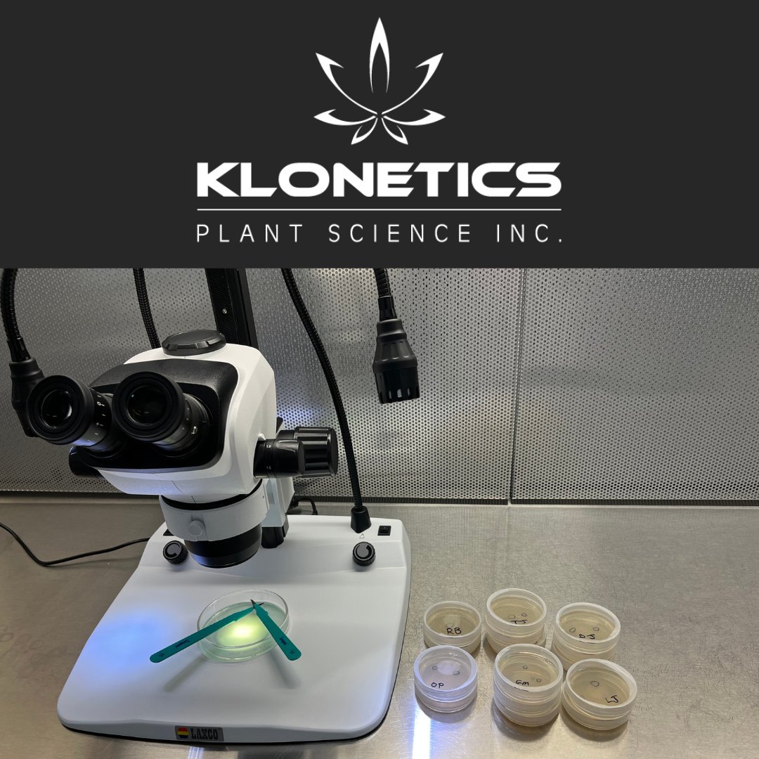 KloneticsInc's tweet photo. Maximize your harvests and quality using innovative cultivation strategies. Discover how Klonetics can revolutionize your cannabis production.
#CannabisCultivation #HarvestOptimization #CannabisProduction #InnovativeTech #CannabisSolutions #GrowBetter https://t.co/mk2E0OMpS0