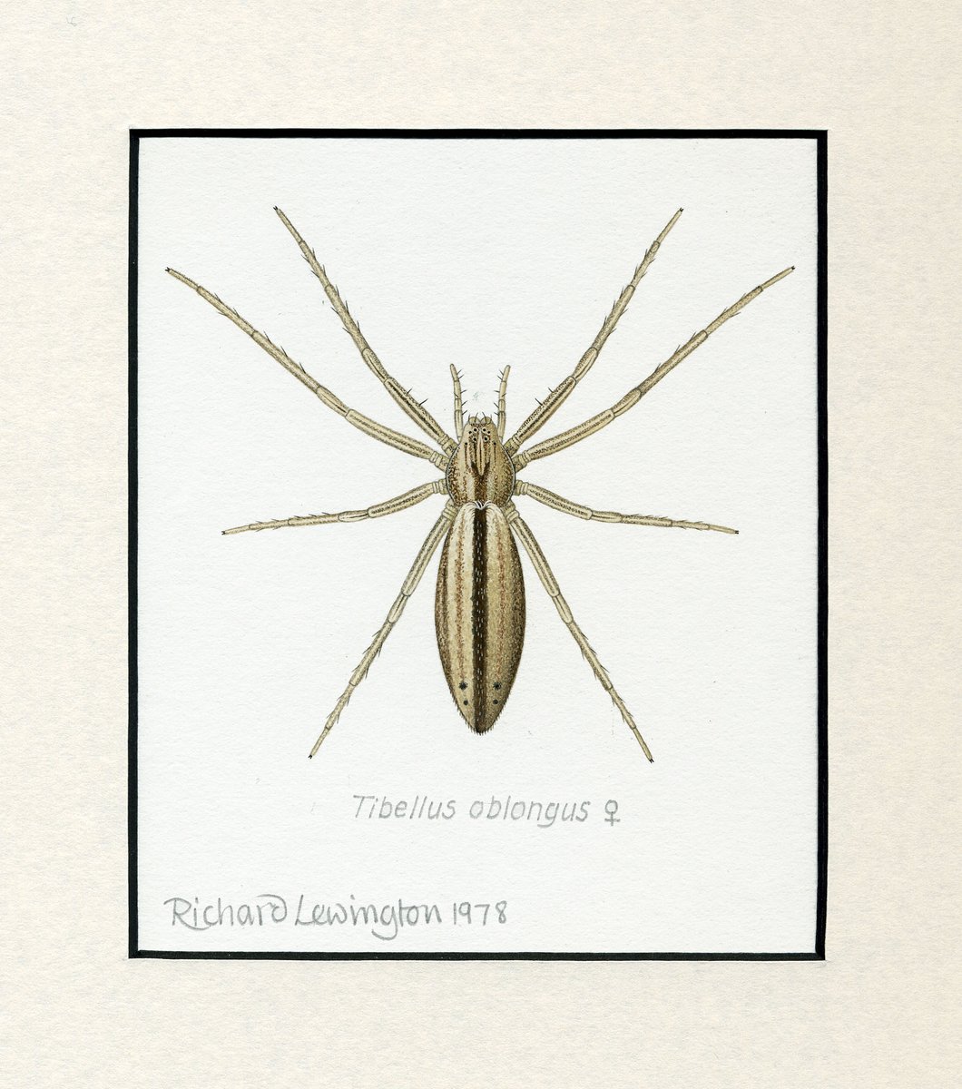 Just received an advance copy of 'Spiders' and the printing is excellent. I've also just put some of the original illustrations on my website richardlewington.co.uk/album.php?id=2… Please RT for spider lovers <a href="/BritishSpiders/">BAS</a>