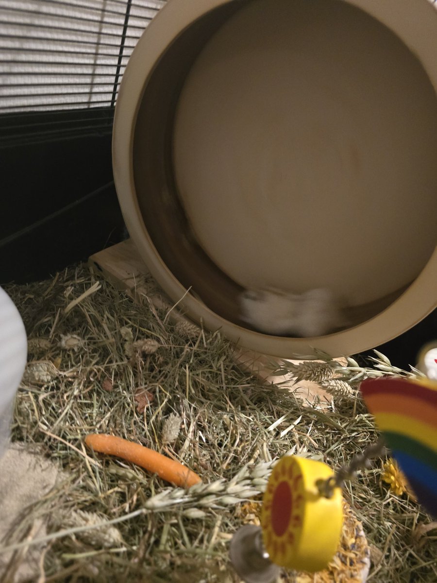 CorpusCrown 🌺💀🌟 tweet media