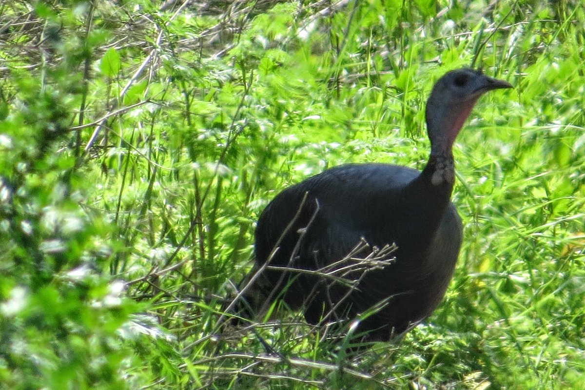 Happy Thanksgiving everyone.  Lots to be thankful for in 2024!!  And in 2025?  Green fields and good times-