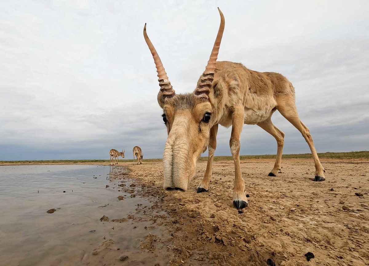 This Cyber Monday, learn how tech is saving the saiga. Satellite tracking is helping us protect migration routes &amp; discover new populations. Your donation supports this vital work. saiga-conservation.org/2024/11/29/ret…