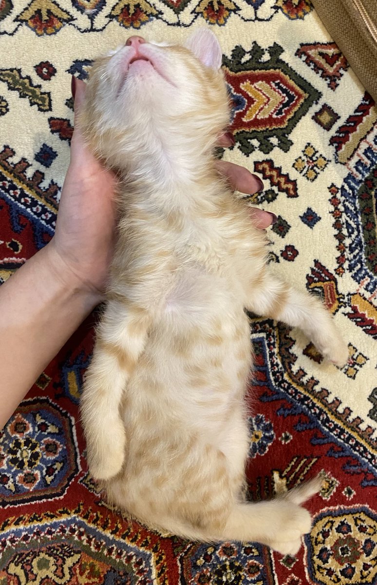 amirgandum's tweet photo. @hiiisna بچمممم 🥰 https://t.co/nGkrqGl5Qg