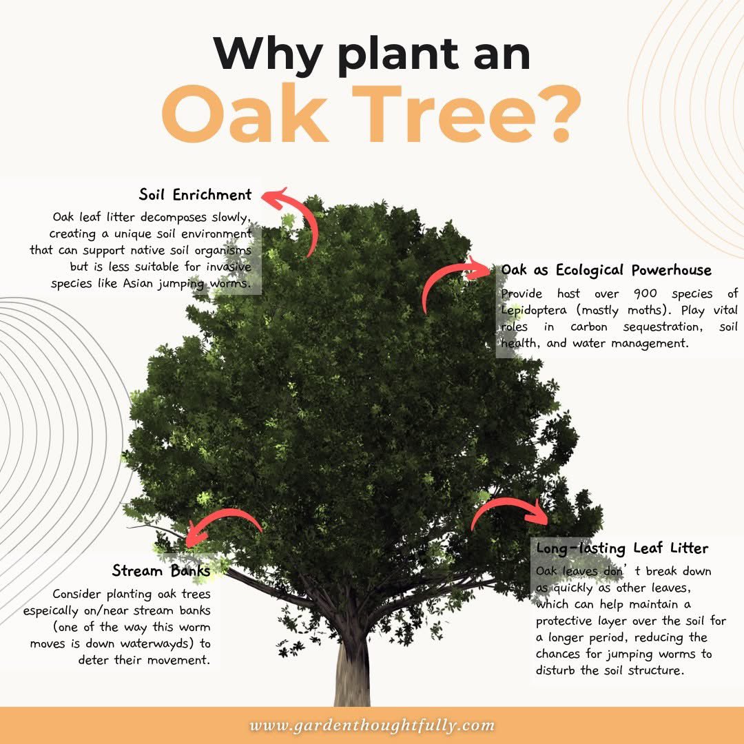 Alanmfrost1's tweet image. Every Oak Tree 🌳 should be protected.
This one tree supports over 2,000 species of Fauna and Flora. 
Now with global warming, we need every Oak tree and more.