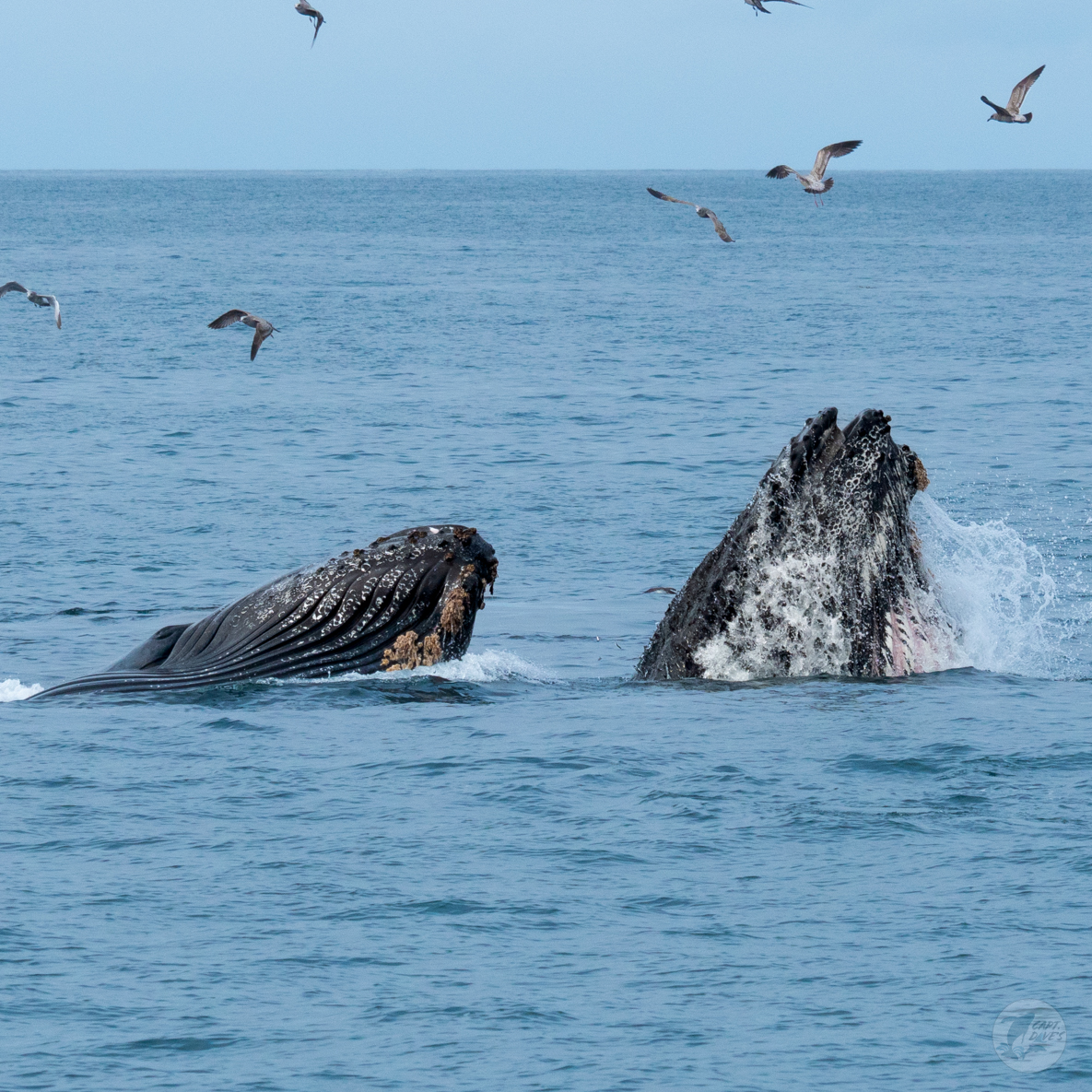 CaptDavesWhaleWatching tweet media