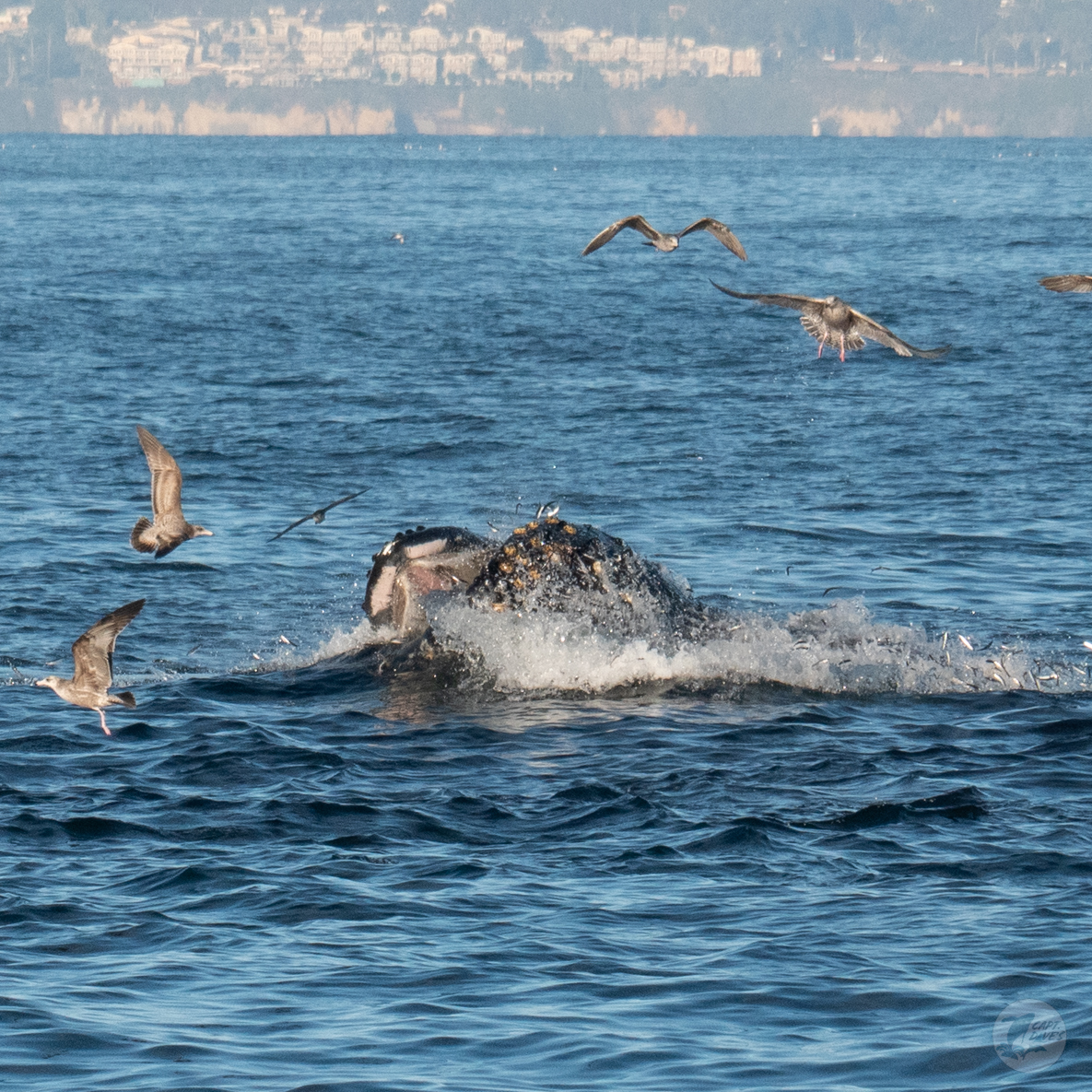 CaptDavesWhaleWatching tweet media