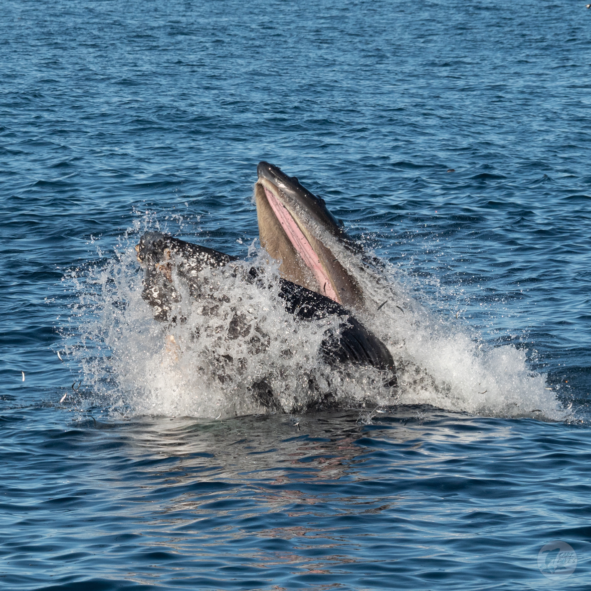 CaptDavesWhaleWatching tweet media