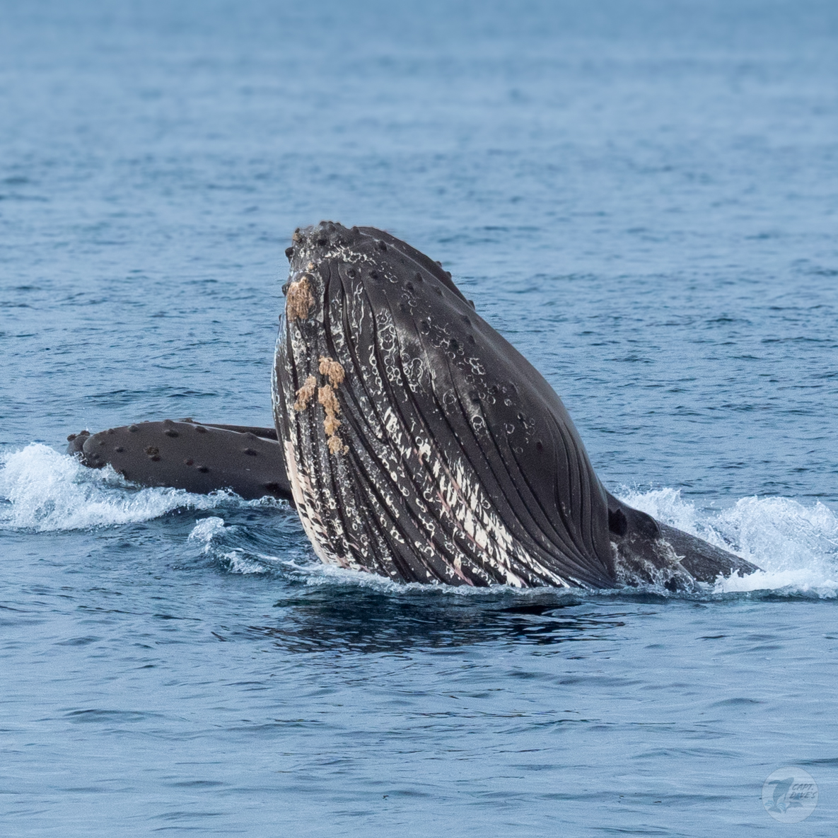 CaptDavesWhaleWatching tweet media