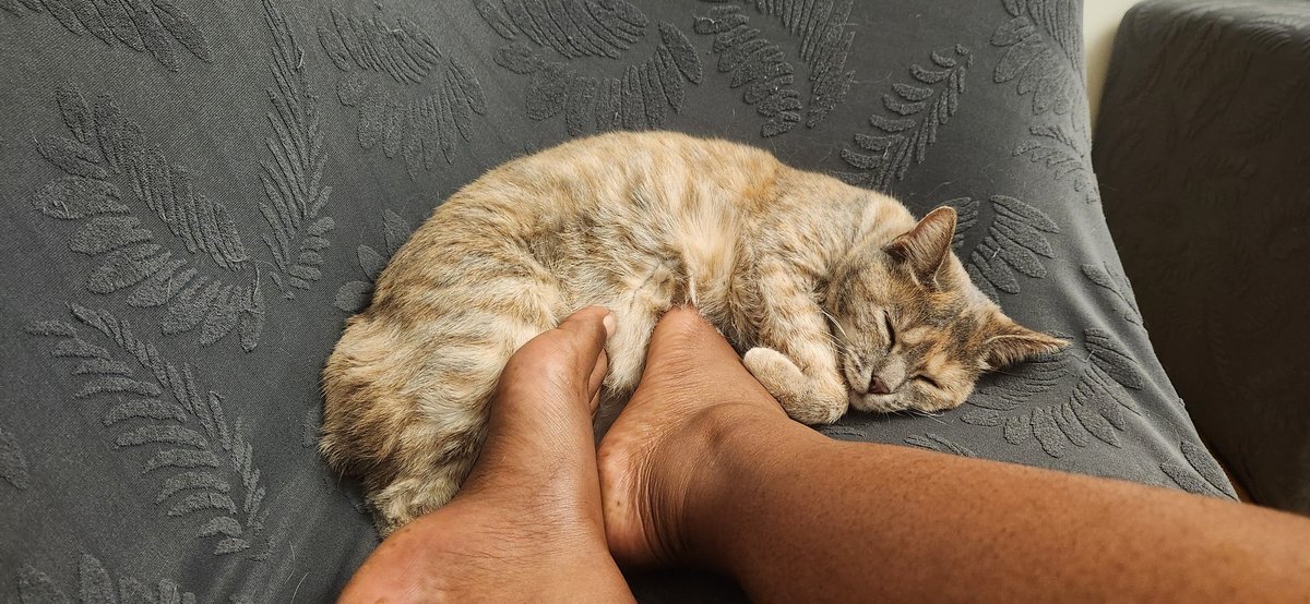 SixolileM's tweet photo. @Nigeriangod_ My cat makes a great foot warmer! 😅 https://t.co/zHKRRxSYtk