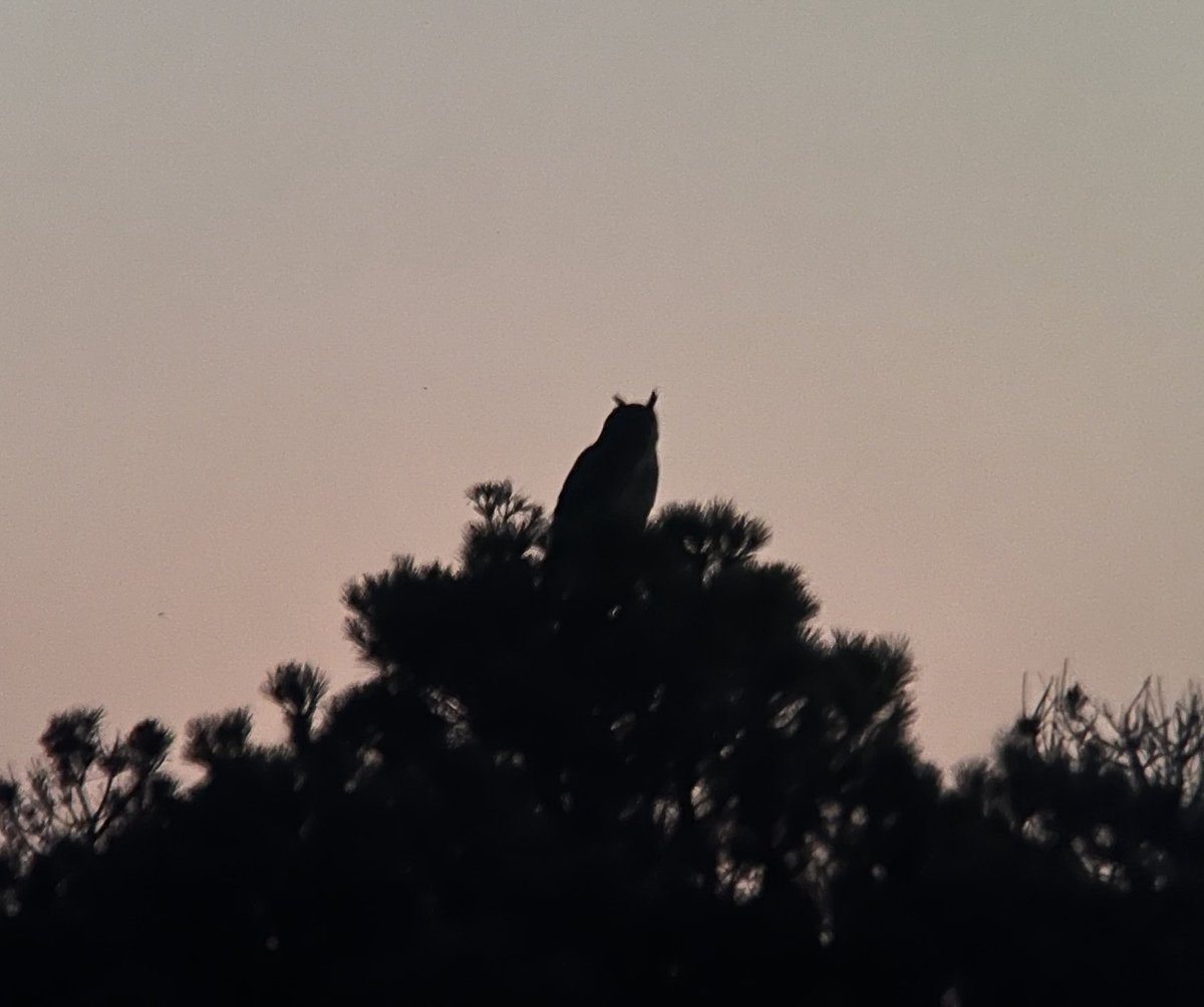El petit senyal no enganyava. Una nova duquessa al territori abandonat de fa anys.