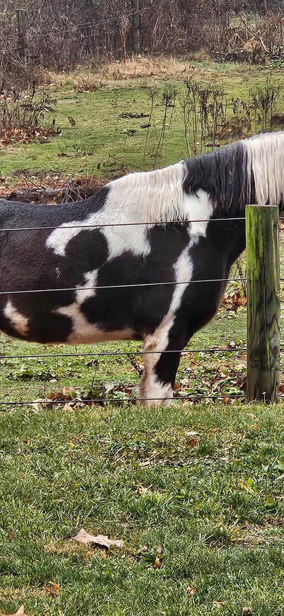 robscottbooks's tweet photo. Legit #hiddenmickey in this Lancaster horse ... https://t.co/uPta6olPPy