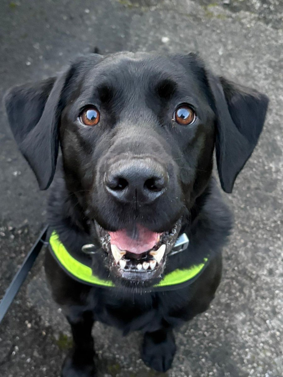 ChNW Police Dogs tweet media