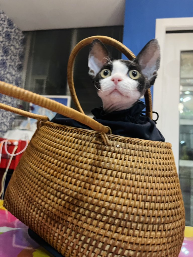 YummyLFG's tweet photo. Basket cat

#CryptoArt #meme #cryptocat https://t.co/QZpN3VZmtX