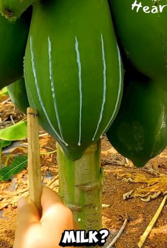 AstroPrashanth9's tweet photo. People who are Troubled by 
ALOPECIA (hair loss in some part of scalp) Do following remedy, 
Apply raw PAPAYA plant extract milk and apply to the surface where hair loss happened, 
Hair will regrow ✅️ https://t.co/HHMoczKPIf