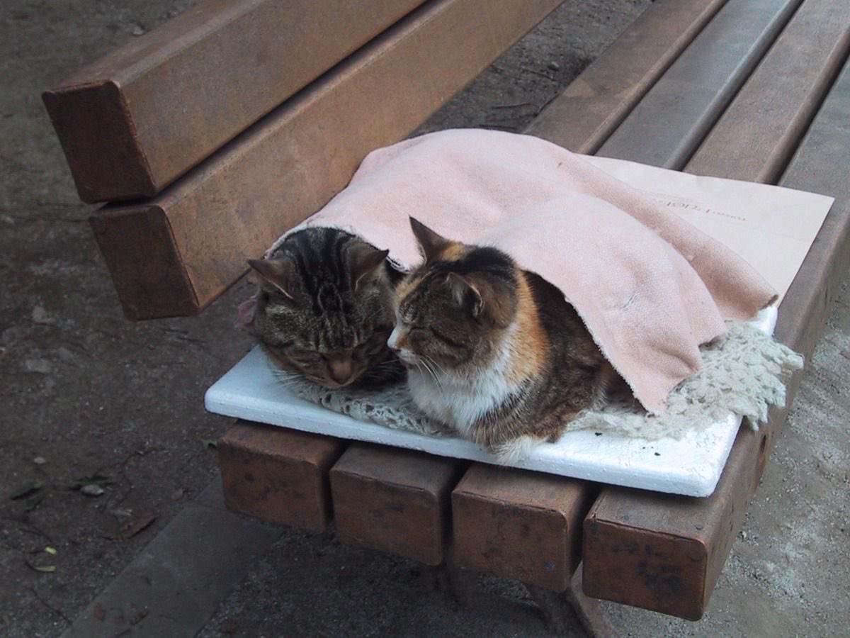 Miaw tweet media