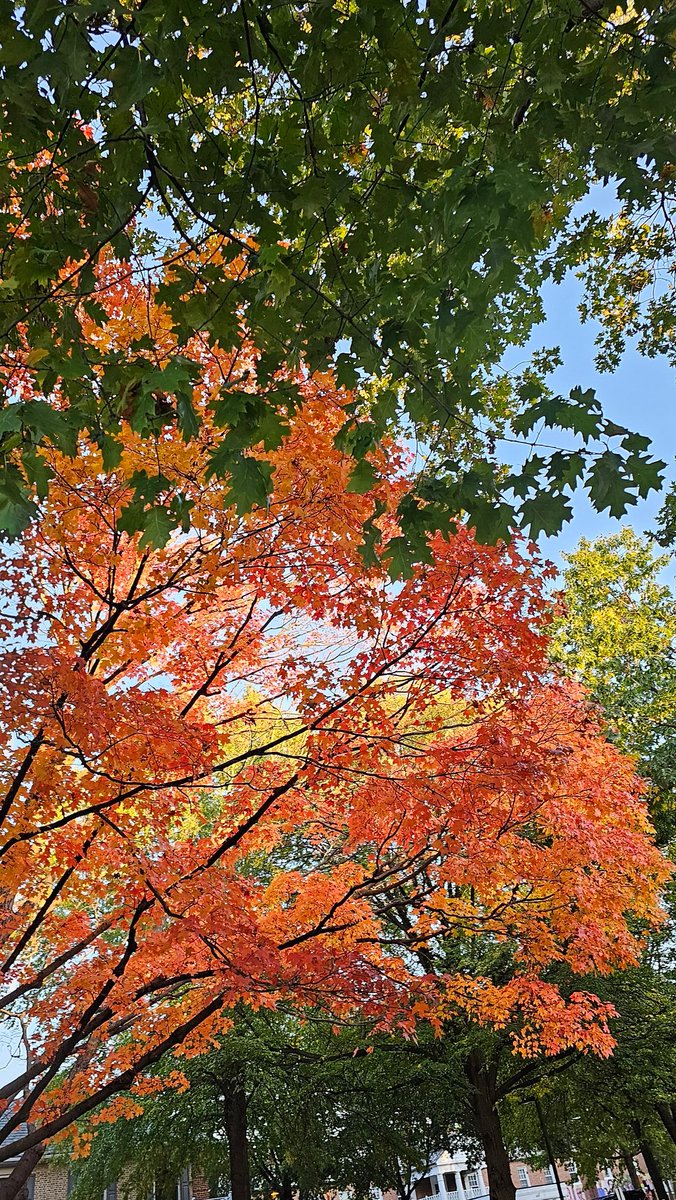 Syeda_Dhanak's tweet photo. Happy #Thanksgiving 😊 https://t.co/ctbaaeXnmU