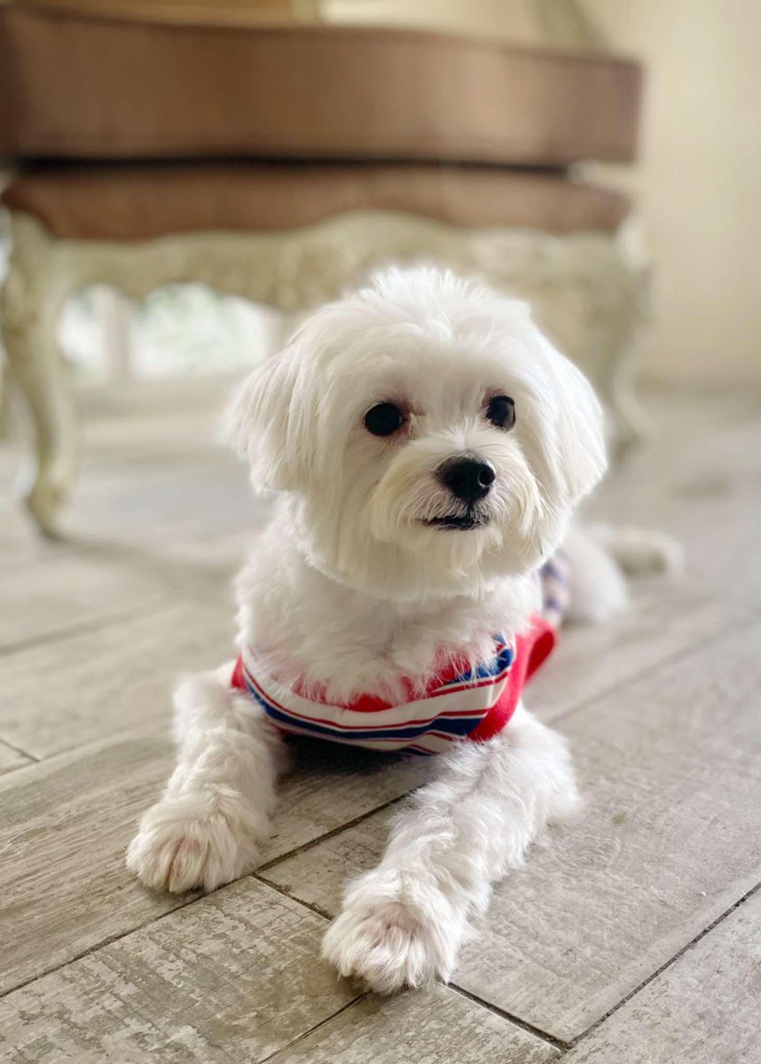maisbee's tweet photo. @antanddec Here's a picture of my dog. His name is Rhaegar. 🐶
Does your dog?? Helloooo bibi!!!
#JungleClub #DecHatesNans https://t.co/JGCSAZ2PU8