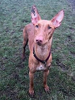 millypod1's tweet photo. MASI HOME SAFE. THANKS FOR RT's 😊🐕🐾

🆘26 NOV 2024 #Lost MASI #ScanMe
Tan Pharoah Hound Female 
Motspur Park Road #NewMalden Greater London #KT3 
** NERVOUS - PLEASE DO NOT CHASE, CALL OR TRY TO CATCH ** 
https://t.co/kPhOUZ9qyr https://t.co/kNe6tggO9M
