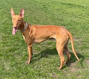 millypod1's tweet photo. MASI HOME SAFE. THANKS FOR RT's 😊🐕🐾

🆘26 NOV 2024 #Lost MASI #ScanMe
Tan Pharoah Hound Female 
Motspur Park Road #NewMalden Greater London #KT3 
** NERVOUS - PLEASE DO NOT CHASE, CALL OR TRY TO CATCH ** 
https://t.co/kPhOUZ9qyr https://t.co/kNe6tggO9M