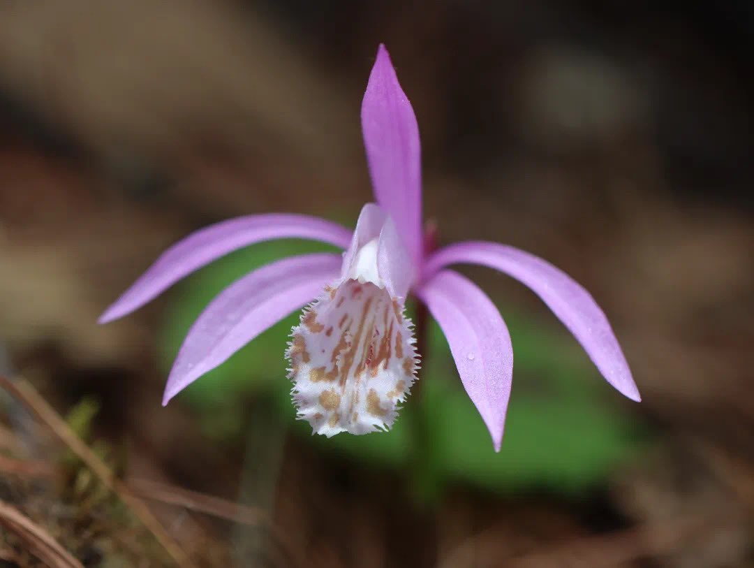 LijiangAmazing's tweet photo. As a biology teacher, she integrates her plant photography into her lessons, inspiring students to fall in love with biology and discover the beauty of life through her lens. 🌱💡📸🌍
#PlantPhotography #NatureInEducation #LifeThroughLens https://t.co/GVDHH3VVER